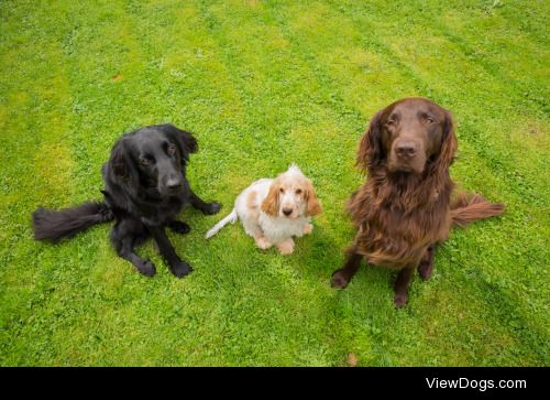 Le trio | Caroline Cornil