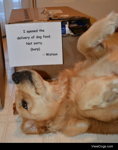 Watson has dessert first

I opened the delivery of dog food. Not…