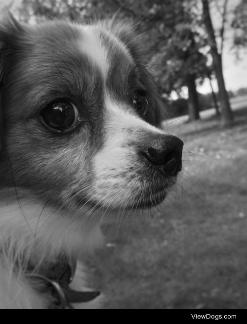 He saw a chipmunk…