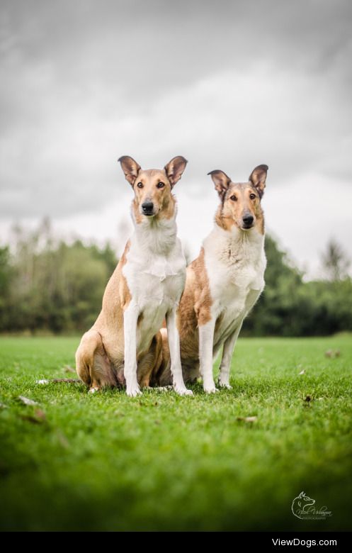 Two smooth collies| Nicol Urbanová