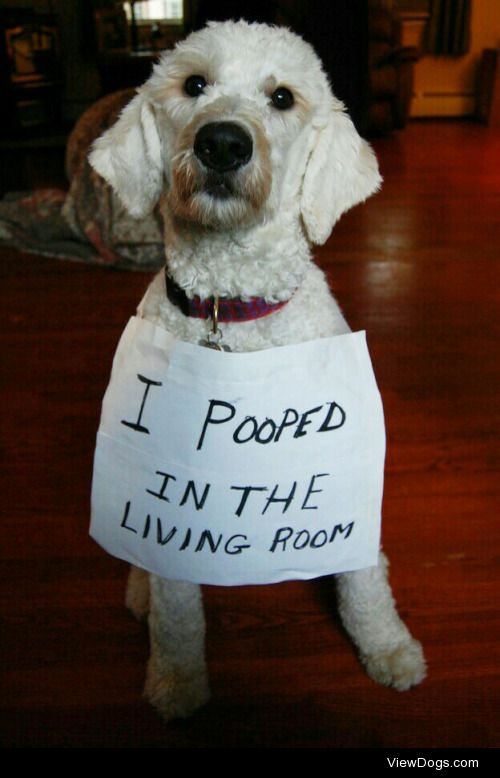 Silence isn’t goldendoodle

Lily pooped in the living room…