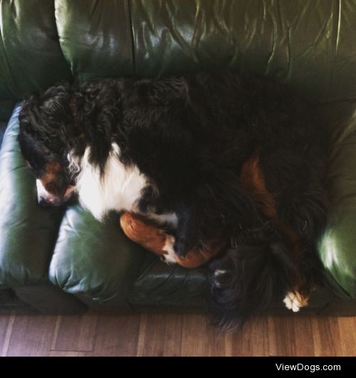 This is Dudley, a two year old Bernese Mountain Dog. He’s…
