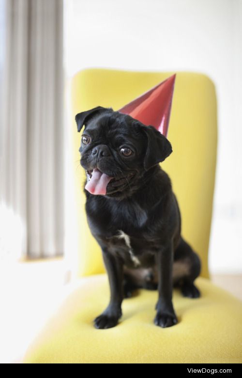 Panting dog wearing party hat on chair | Caia Images