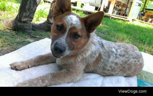 My puppy, Sadie, a red heeler
#redheeler #australiancattledog