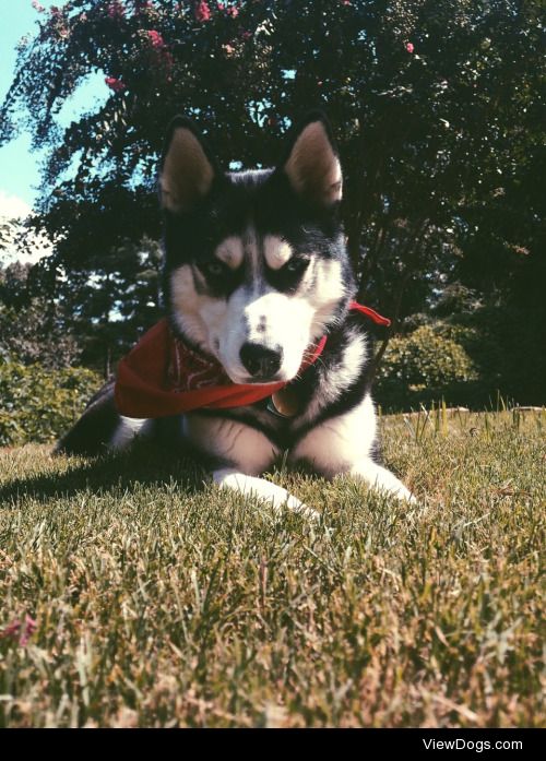 Wolf sunnin’ in his second summer.
Season to season, he’s always…