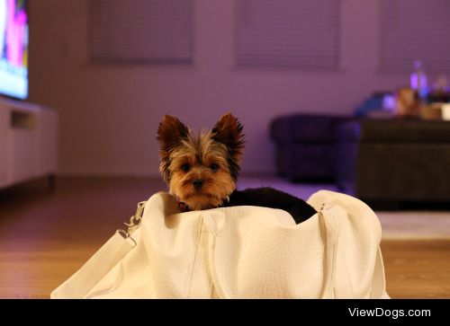 Frankie loves to think he’s going somewhere so he just sits in…