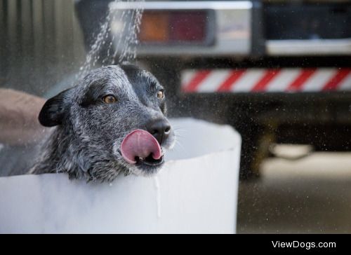 Dogs Bath | Rodney Bayliss