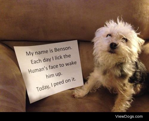 Wake Up Call For Human

Benson is 4 years old and sleeps with…