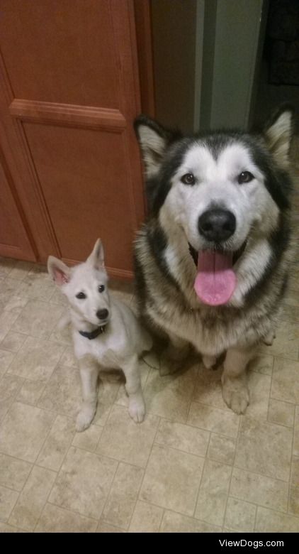 The white puppy is Zoe, she’s 13 weeks ( about 3 months!) She…