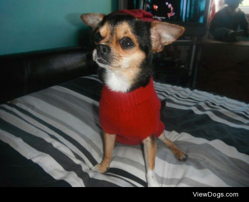 Submission – This is Pipsqeak, my five year old Chihuahua. Like…