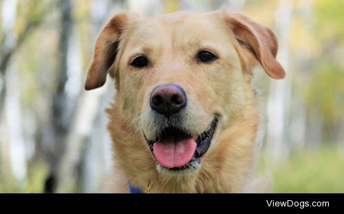 Lucy (yellow lab mix)