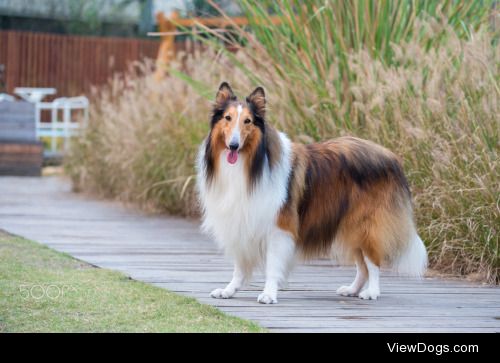 zhao hui | 9 years old Rough Collie