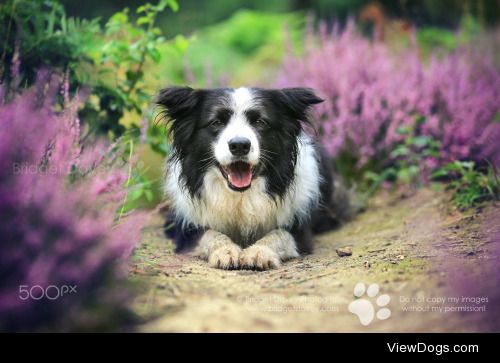 Bridget Davey | Blake | Dog Photography Bedfordshire