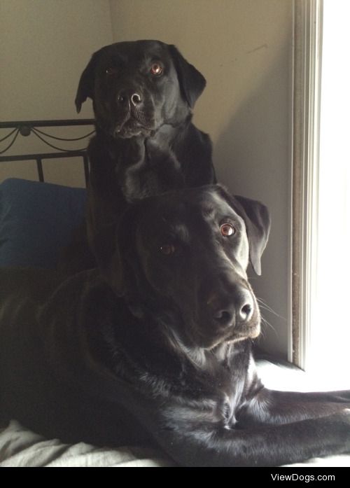 Here our two Black Lab beauties. Nova sitting and Juno laying.