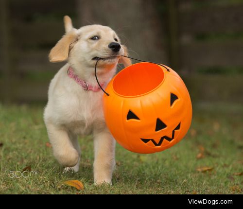 Lori Weber | Pup & Pumpkin