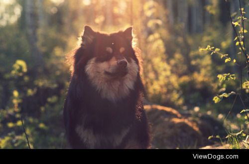 Tom | Finnish Lapphund, forest sunset