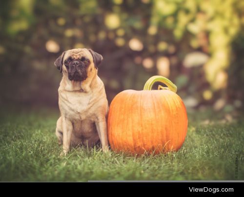 Pug with pumpkin | Roman Bratschi