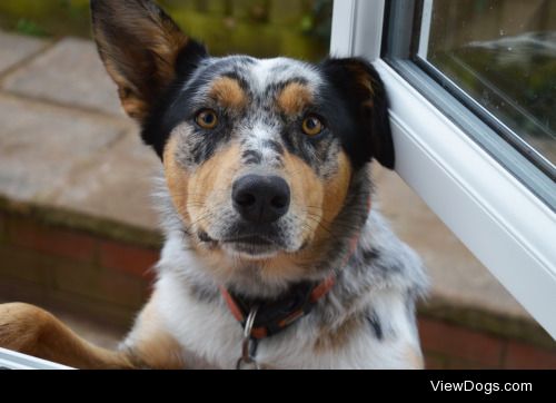 Tilly is mostly Border Collie with a dash of Kelpie somewhere in…