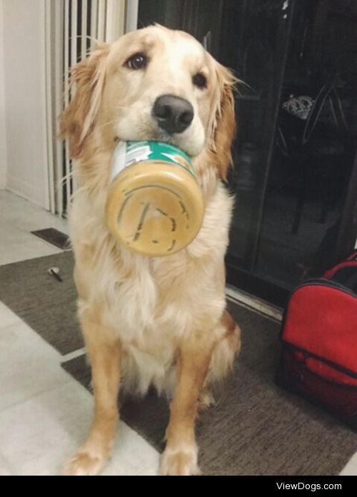 This is Libby, she’s half golden lab and half golden retriever….