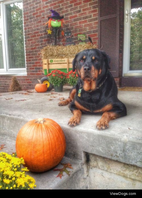 my Rottweiler Mandy loves Fall!