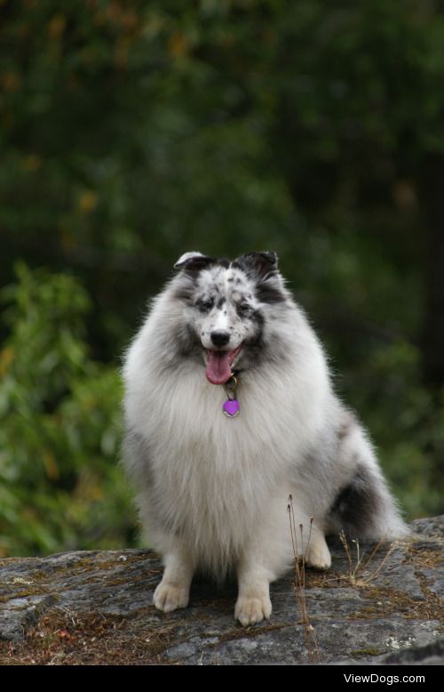 running-dog | zeldathesheltie​ | hadissima | kyleandkody…