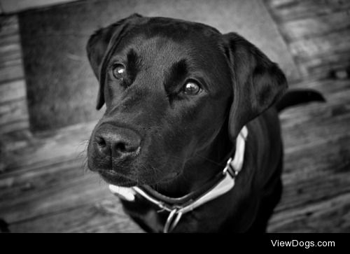 This is Miss Brady, 9 month old black Labrador retriever. @woa