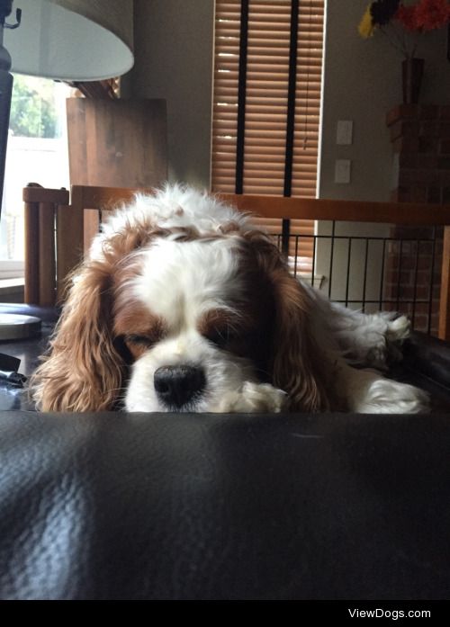 Denali, 9 years old, Cavalier King Charles Spaniel. He can be a…
