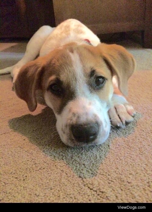 Meet Red! She’s a five month old Cattle Dog and Great Pyrenees…