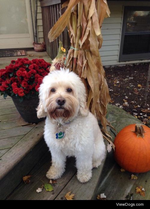 Oliver loves spending his mornings on our deck.