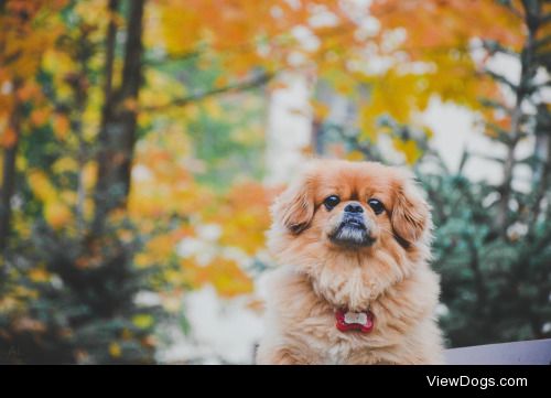 Alissiya Lis | Autumn dog