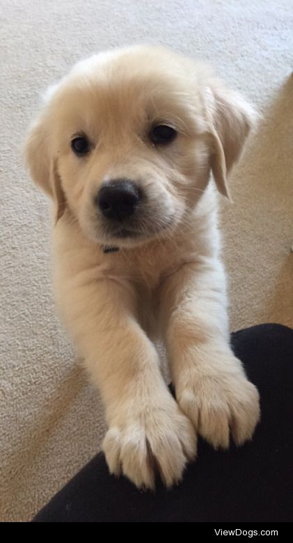 This is Nugget! He is an 8 week old golden retriever☺️