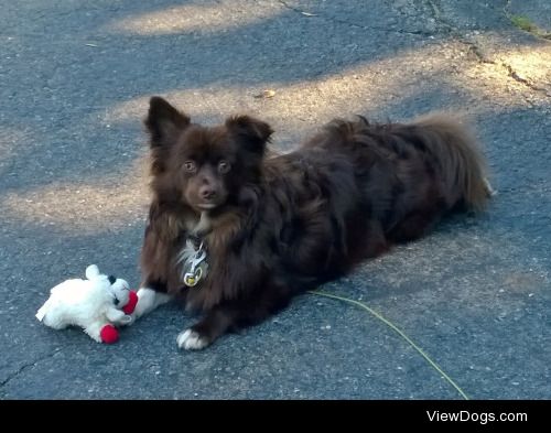 Banjo, a Shih-Tzu/Pomeranian mix, with his prized toy Lamby. He…