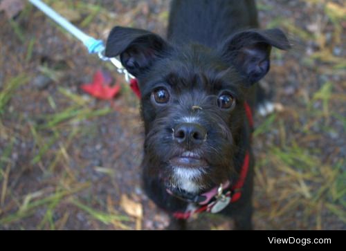 First time nature walk. Harley.Q, schnauzer boston terrier mix.