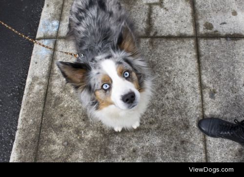 alexislanza:


	the most beautiful dog eyes I have ever seen by…