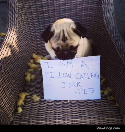 Outdoor Seating Arrangements Unacceptable

Pete the pug spent…