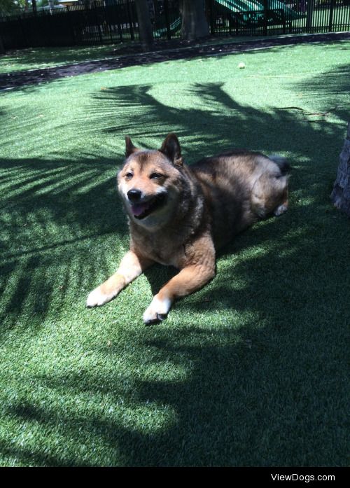 Vixen.
11 yr old Shiba Inu in Miami.