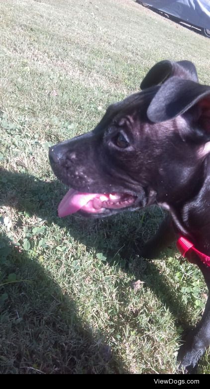 Here’s my 12 week old blue nose pitbull pup named Lucy :)