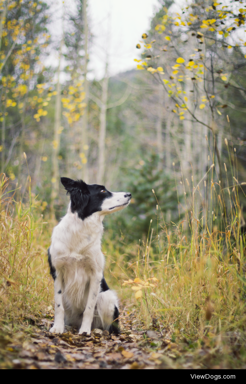 handsomedogs:

Handsomedogs’ Photography Contest VIIIHere are…