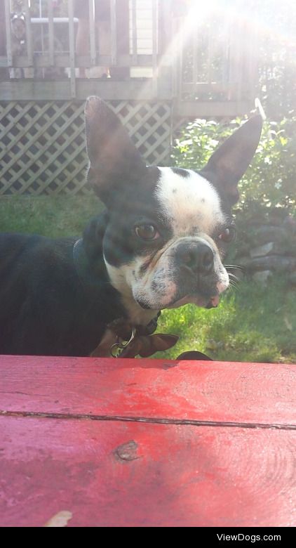 Apollo loves watching his humans eat lobster.