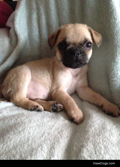 Bailey the Chug – ¾ pug, ¼ chihuahua – at 4 months