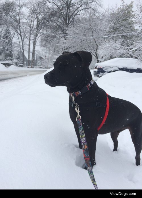 My pup Jedi enjoying his first snowfall!