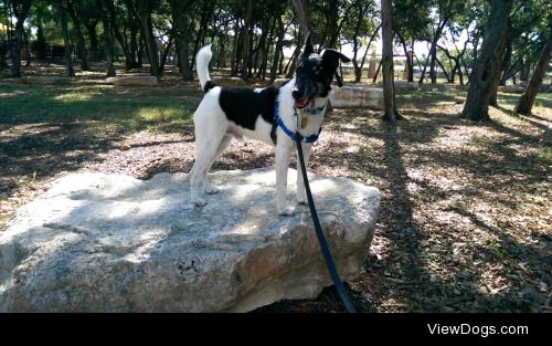 Nami my Smooth Fox Terrier, my sweet baby boy ❤