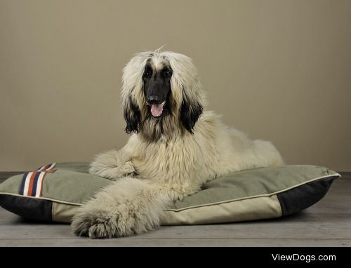 Kurt Pas | afghan hound