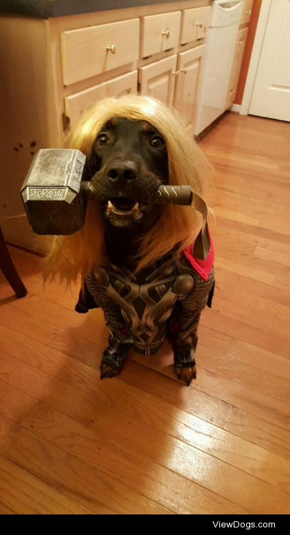 Cody is going as Thor for Halloween this year.