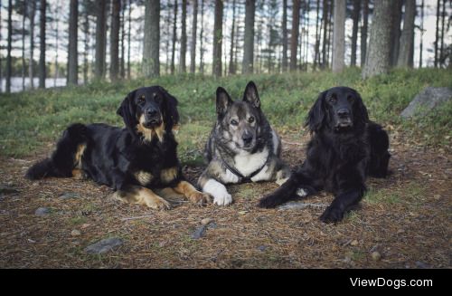 Dogs | Petri Jääskeläinen