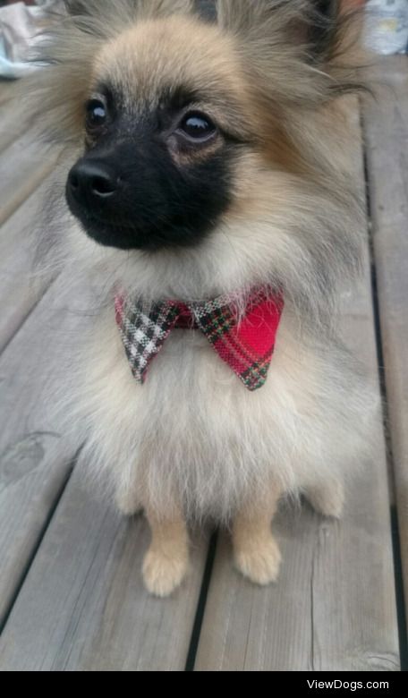 My dapper young gent. He’s a pomeranian.