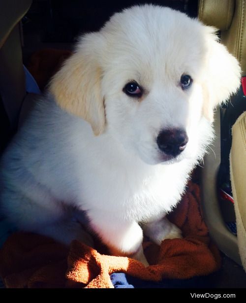 Nanook, our Great Pyrenees baby, coming home with us at 9 weeks.