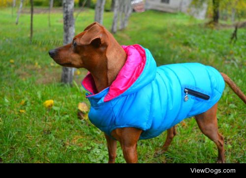 Lola, my miniature pinscher. :) 