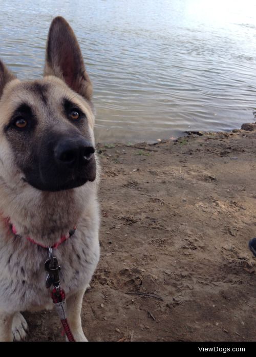 Tuna the Shepkita