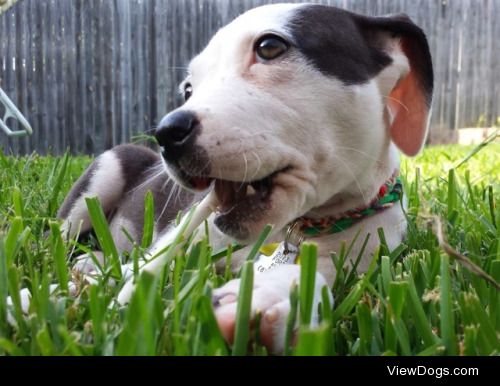 Lovely Lady Lily (Terrier-Pit Mix)